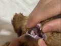 Teacup poodle