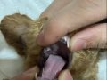 Teacup poodle