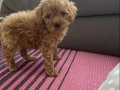 Teacup poodle