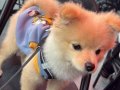 7 Aylık Uysal Pomeranian Boo Yavrusu