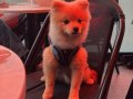 7 Aylık Uysal Pomeranian Boo Yavrusu
