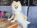 7 Aylık Uysal Pomeranian Boo Yavrusu