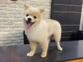 7 Aylık Uysal Pomeranian Boo Yavrusu