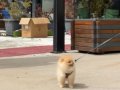 Pomeranian ayı surat güler yüz 