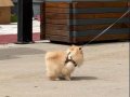 Pomeranian ayı surat güler yüz 
