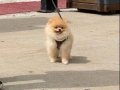 Pomeranian ayı surat güler yüz 