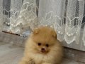 Pomeranian ayı surat güler yüz 
