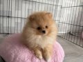 Pomeranian ayı surat güler yüz 