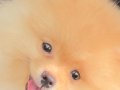 Pomeranian ayı surat güler yüz 
