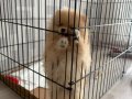 Pomeranian ayı surat güler yüz 