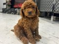  Evimizden Sağlıklı ve Neşeli Toy Poodle bebekleri
