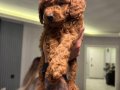  Evimizden Sağlıklı ve Neşeli Toy Poodle bebekleri