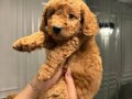  Evimizden Sağlıklı ve Neşeli Toy Poodle bebekleri