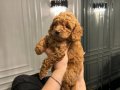  Evimizden Sağlıklı ve Neşeli Toy Poodle bebekleri