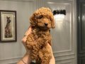  Evimizden Sağlıklı ve Neşeli Toy Poodle bebekleri