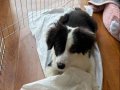 Safkan Bebek Border Collie