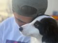 Safkan Bebek Border Collie