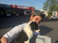 Safkan Bebek Border Collie