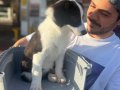 Tertemiz Bakımlı Border Collie