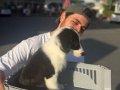 Tertemiz Bakımlı Border Collie