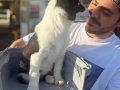 Tertemiz Bakımlı Border Collie