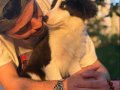 Tertemiz Bakımlı Border Collie