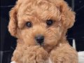 Poodle Popüler Renginde Sevimli Yavrumuz 