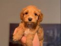 Poodle Popüler Renginde Sevimli Yavrumuz 