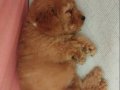 Poodle Popüler Renginde Sevimli Yavrumuz 