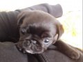50 Günlük Erkek Pug