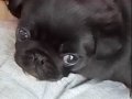 50 Günlük Erkek Pug