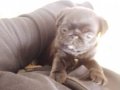 50 Günlük Erkek Pug