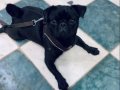 50 Günlük Erkek Pug