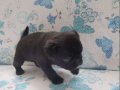 50 Günlük Erkek Pug