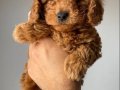Orjinal Toy Poodle Bebeklerimiz