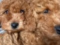 Orjinal Toy Poodle Bebeklerimiz