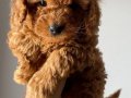 Orjinal Toy Poodle Bebeklerimiz