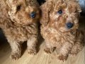 Orjinal Toy Poodle Bebeklerimiz