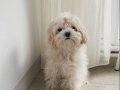 Tea Cup Maltipoo 