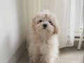 Tea Cup Maltipoo 