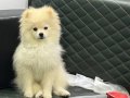 Aşıları tam kimliği çipi var pomeranian