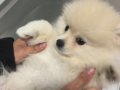 Aşıları tam kimliği çipi var pomeranian