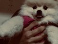 Aşıları tam kimliği çipi var pomeranian