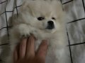 Aşıları tam kimliği çipi var pomeranian
