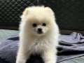 Aşıları tam kimliği çipi var pomeranian
