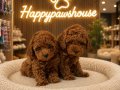 Toy poodle yavrularım yeni ailesini bekliyor 