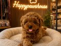 Toy poodle yavrularım yeni ailesini bekliyor 