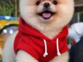 Pomeranian bo yavrularım 