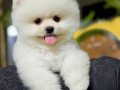 Pomeranian bo yavrularım 
