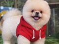 Pomeranian bo yavrularım 